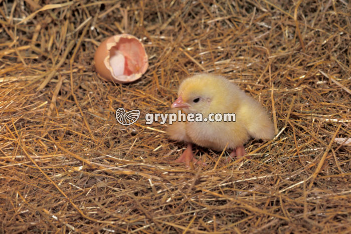 Poussin nouveau-né - gryphea.com